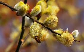 Babylonica 'oberli' (oberli weeping willow) the hardiest selection of this species. Wallpaper Sunlight Food Nature Plants Branch Fruit Yellow Frost Pollen Blossom Willow Tree Autumn Leaf Flower Season Flora Bud Branches Wildflower Produce Botany Land Plant Flowering Plant Woody Plant Close Up
