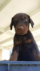 Only 10% of breeders who apply get accepted. The Breeder From Bakersfield European Doberman Stud Facebook