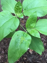That way, the plant will look almost as good as new until. Sunflower Sunflower Leaf Yellow Brown Spots Puckered Need Help