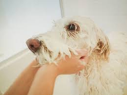 For this reason, regular shampoos contain moisturizers formulated to. Pin On Dogs