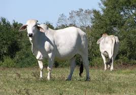 Alibaba.com offers a wide variety of brahman cattle cow and calf sold by certified suppliers, manufacturers and wholesalers. Decade Long Project Improves Characteristics Of Brahman Cattle