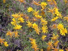 Image result for Hirpicium bechuanense