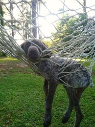 Pin By Teri Cole On German Shorthaired Pointers Pointer Puppies German Shorthaired Pointer Gsp Dogs