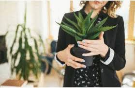 Son arrosage, la température idéale, le rempotage ainsi que les engrais et pesticides. Comment Faire Pousser Aloe Vera En Pot Chez Soi