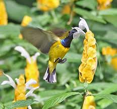 The sunbirds are a group of small songbirds. Olive Backed Sunbird Wikiwand