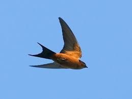 Birds That Make Mud Nests Under Bridges Ceylon Swallow Hirundo Hyperythra Sri Lanka Pet Birds Central Province