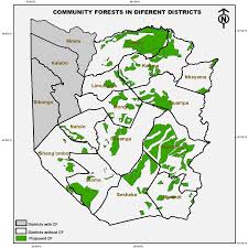 Image result for Eriocoelum lawtonii