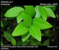 Image result for Rutaceae