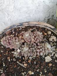 Image result for Anacampseros subnuda