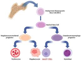 Image result for Mast Cell