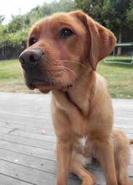 This breed began from a fishing dog known as the st. Red Fox Labrador Almost One Year Old Our Loving And Gorgeous Girl Fox Red Labrador Cute Dogs Cute Little Animals