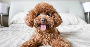 You may not be able to find a dental plan that covers conditions that exist before you enrolled. Best Hypoallergenic Dogs Updated January 2021 Pumpkin Pet Care