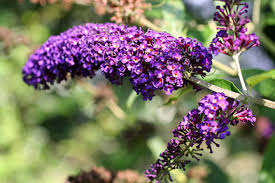 Maybe you would like to learn more about one of these? Rabbit Resistant Plants Rhs Gardening