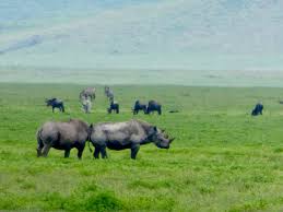 Image result for Ozoroa nigricans