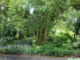 Image result for Elaeodendron croceum