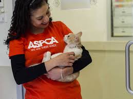 New york city law requires all dogs to be licensed. Best Places For Pet Adoption In Nyc Including Foster Centers