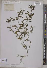 Image result for Indigofera trita