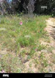 Image result for Sesamum alatum