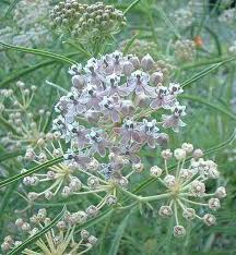 Asclepias Fascicularis Narrowleaf Milkweed Plants California Flowers Milkweed Flower