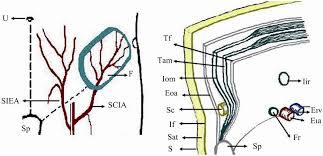 Lymph nodes are small organs, size of which measures cervical lymph nodes are present in the neck region. A New Alternative Technique For Preperitoneal Inguinal Hernia Repair Using Groin Innominate Fascial Island Flap