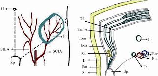 Diagram of male groin area / groin pain: A New Alternative Technique For Preperitoneal Inguinal Hernia Repair Using Groin Innominate Fascial Island Flap