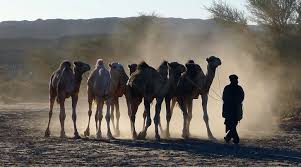 You can also purchase this book from a vendor and ship it to our address: Sahara Overland Travel History Books Tours Morocco Overland