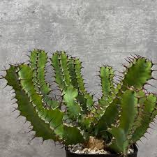 Image result for Euphorbia eylesii