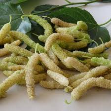 Trees that do not yield fruit are of two types: Daleys Fruit Tree Nursery On Instagram The White Shahtoot Mulberry Can Be Up To 10cm In Length And Are Not As Acidic As Blacks In Order Of Taste By Colour My