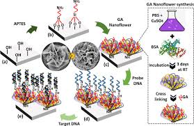 June 2010 total communications aquires new office building to centralise office and warehouse requirements. 3d Nanoporous Hybrid Nanoflower For Enhanced Non Faradaic Redox Free Electrochemical Impedimetric Biodetermination Sciencedirect