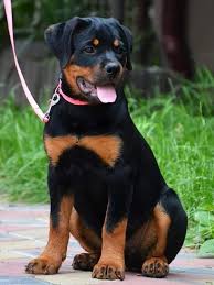Dogs, birds & kittens for pet lovers. Giant Rottweiler Puppies For Sale In India Peepsburgh