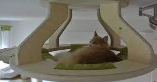 photos truly amazing cat furniture pet bed furniture cat furniture cat room