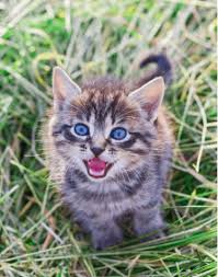 Kotoran ini akan membuatnya kesusahan untuk membuka mata, dan jika tidak dibersihkan lama lama kotoran di mata kucing akan semakin banyak. Arti Suara Mendengkur Dan Panggilan Anak Kucing Whiskas