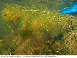 Image result for Ceratophyllaceae