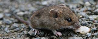 Ziehen, wenn das erdmaterial das gerade hergibt. Feldmause Bekampfen Welche Mittel Sind Erlaubt Was Ist Verboten Agrarheute Com