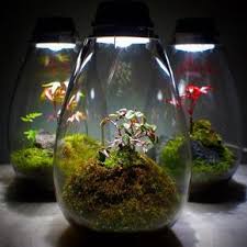 Moss Light Terrarium Terrarium Bottle Garden Garden Terrarium