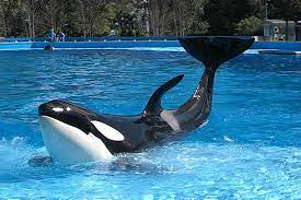 Compre ingressos para Seaworld Orlando - Parques Tematicos em Orlando -  Seus Ingressos