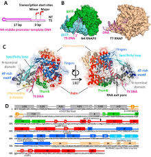 Bacteria and archaea belong to prokaryotic group, both have common ancestry and both have similar structural and functional features, but also differ from one another. Minimalism And Functionality Structural Lessons From The Heterodimeric N4 Bacteriophage Rna Polymerase Ii Journal Of Biological Chemistry