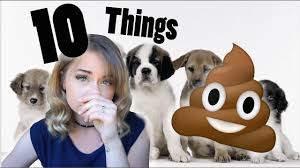 I don't buy from pet shops or online ads, because honestly, i don't have any idea if the parents of the puppy they're selling are top of the line and without genetic problems. 10 Things You Need To Know Before Getting A Puppy Dog Youtube