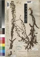 Image result for Cynoglossum coeruleum