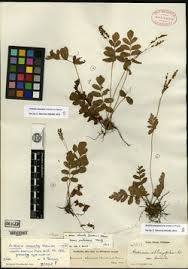 Image result for Mohria vestita