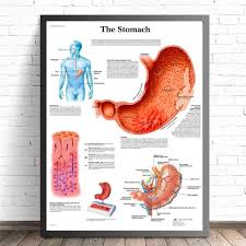 Human Organs Anatomy Chart Posters And Prints Canvas Printed Painting Art Wall Pictures Home Decor For Living Room Decoration