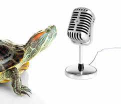 Can Tortoises Live With Other Pets A Guide For Tortoise Safety Tortoise Owner