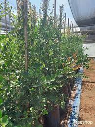 Image result for Maytenus undata