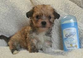 Find morkie puppies in canada | visit kijiji classifieds to buy, sell, or trade almost anything! Super Adorable Very Tiny Micro Teacup Morkie Pups For Sale In Cleveland Tennessee Classified Americanlisted Com