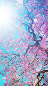 1920 x 1080 jpeg 241 кб. Sakura Flower Wallpaper Phone 736x1308 Download Hd Wallpaper Wallpapertip
