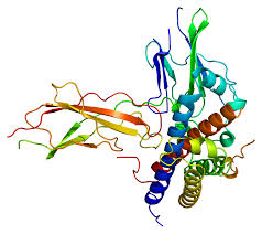 One hormone known as somatostatin is the primary hormone which slows down the production of growth hormone. Growth Hormone 2 Wikipedia