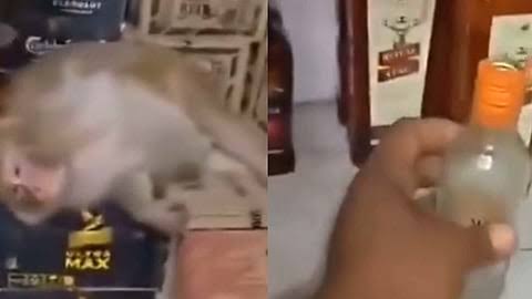 மதுபான கடைக்குள் சரக்கடித்து மட்டையான குரங்கு: வைரல் வீடியோ/ Monkey Enters  Ranchi Liquor Shop Downs Half A Bottle Passes Out On Cartons