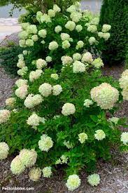 Little Lime Hydrangea Your Ultimate Guide Little Lime Hydrangea Hydrangea Landscaping Hydrangea Garden