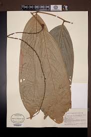 Image result for Panda oleosa