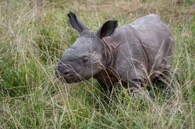 Best online tulsa zoo 50% off. Rhino Zooborns